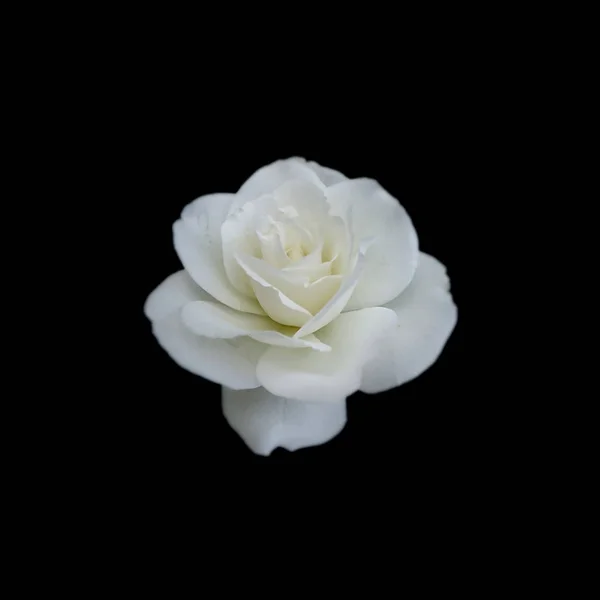 Güzel beyaz gül siyah bir arka plan üzerinde izole