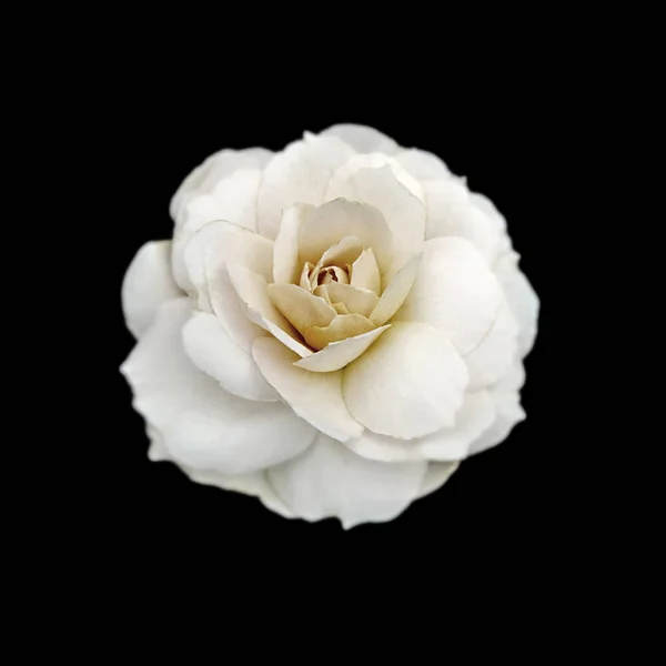 Mooie witte roos geïsoleerd op een zwarte achtergrond — Stockfoto