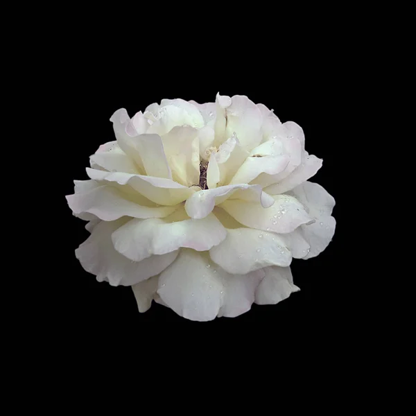 Gyönyörű fehér Rózsa izolált fekete háttér — Stock Fotó