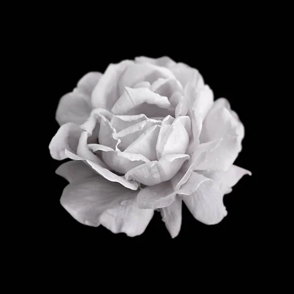 Güzel beyaz gül siyah bir arka plan üzerinde izole