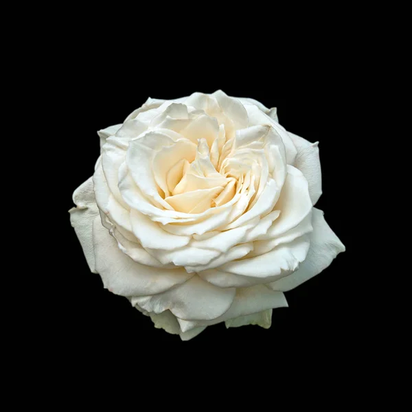 Belle rose blanche isolée sur fond noir — Photo