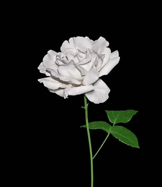 Rosa branca bonita isolado em um fundo preto — Fotografia de Stock