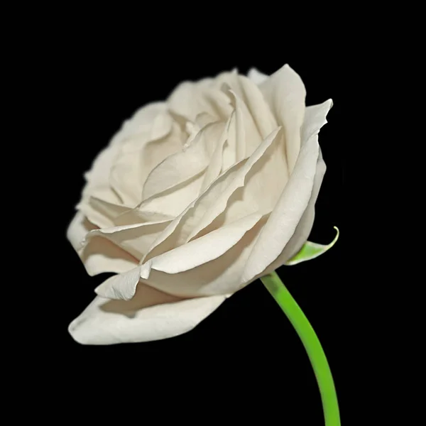 Belle rose blanche isolée sur fond noir — Photo