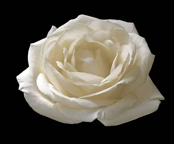 美丽的白色玫瑰孤立在黑色背景 — 图库照片