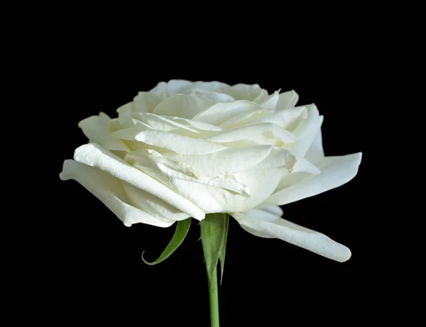 Hermosa rosa blanca aislada sobre un fondo negro — Foto de Stock