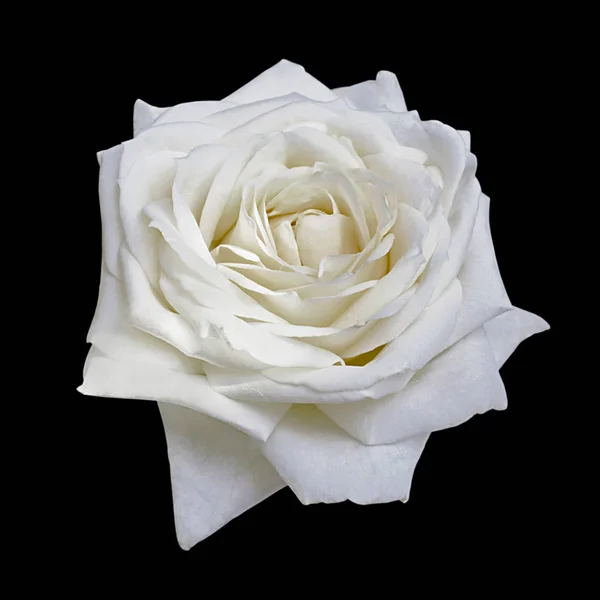 Belle rose blanche isolée sur fond noir — Photo