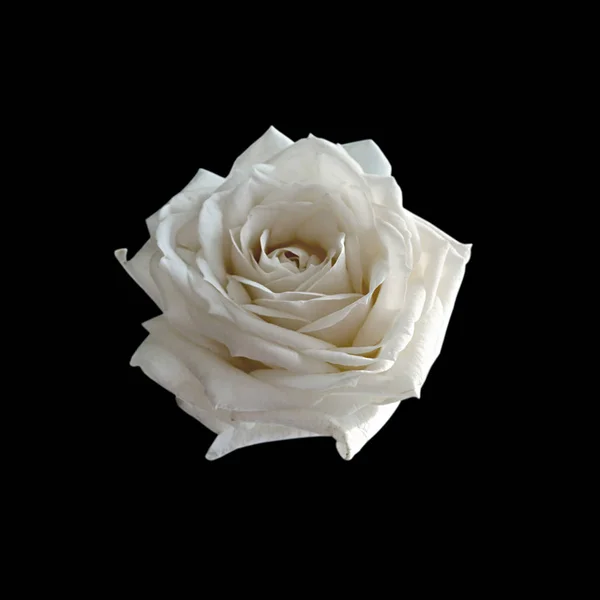 Mooie witte roos geïsoleerd op een zwarte achtergrond Stockfoto