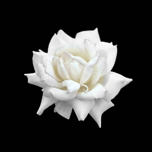 黒い背景に隔離された美しい白いバラ ストックフォト