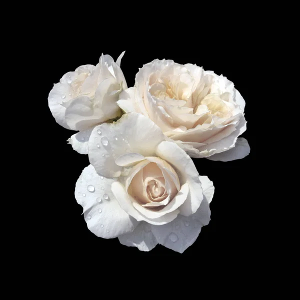 Siyah bir arka planda izole edilmiş güzel beyaz güller