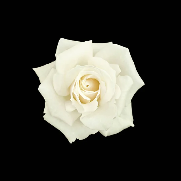 Hermosa rosa blanca aislada sobre un fondo negro — Foto de Stock