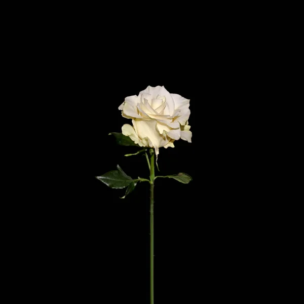 黒い背景に隔離された美しい白いバラ ストック画像