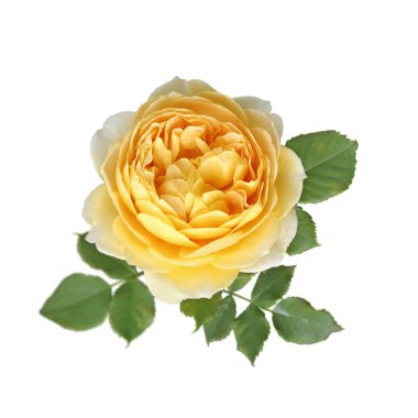 Beyaz bir arka plan üzerinde izole güzel Sarı Gül