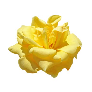 Beyaz bir arka plan üzerinde izole güzel Sarı Gül