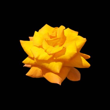 Güzel sarı gül siyah bir arka plan üzerinde izole