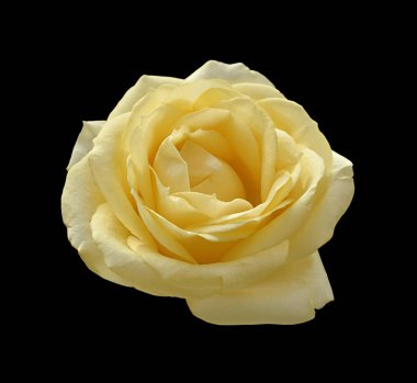 Güzel sarı gül siyah bir arka plan üzerinde izole