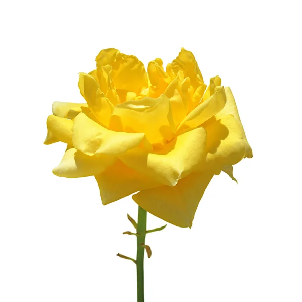 Schöne gelbe Rose isoliert auf weißem Hintergrund — Stockfoto