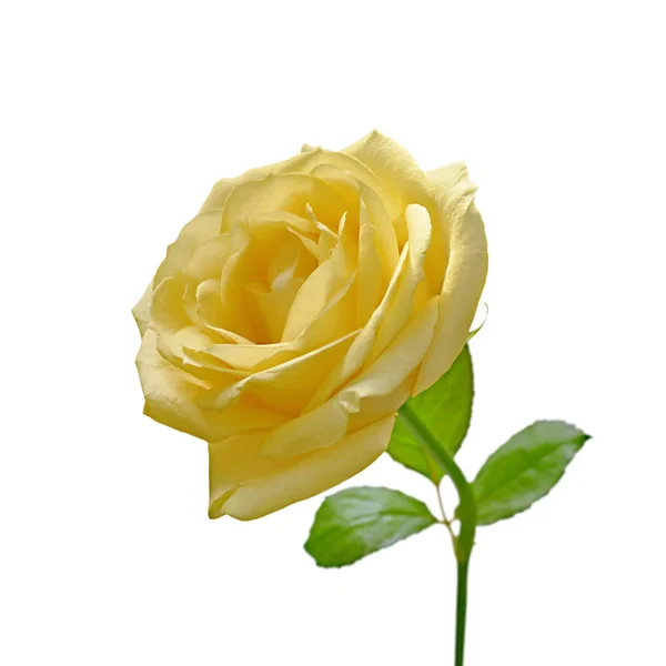 Schöne gelbe Rose isoliert auf weißem Hintergrund — Stockfoto
