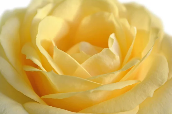 Hermosa rosa amarilla aislada sobre un fondo blanco — Foto de Stock