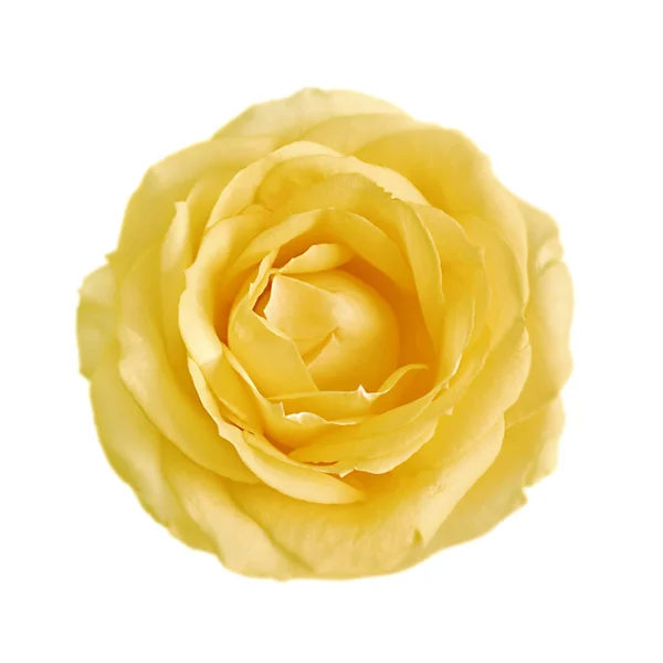 Belle rose jaune isolée sur fond blanc — Photo