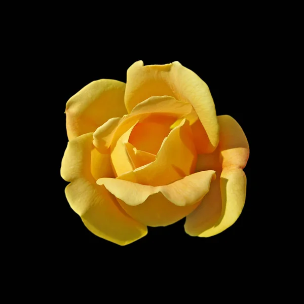 Belle rose jaune isolée sur fond noir — Photo