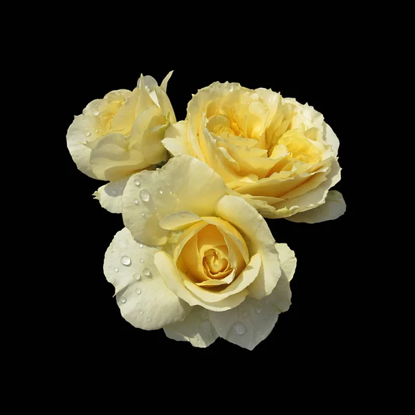 Hermosas rosas amarillas aisladas sobre un fondo negro — Foto de Stock
