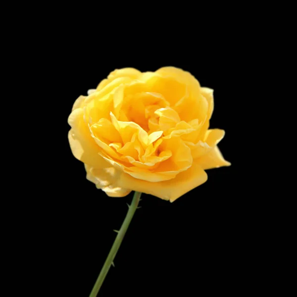 Schöne gelbe Rose isoliert auf schwarzem Hintergrund — Stockfoto
