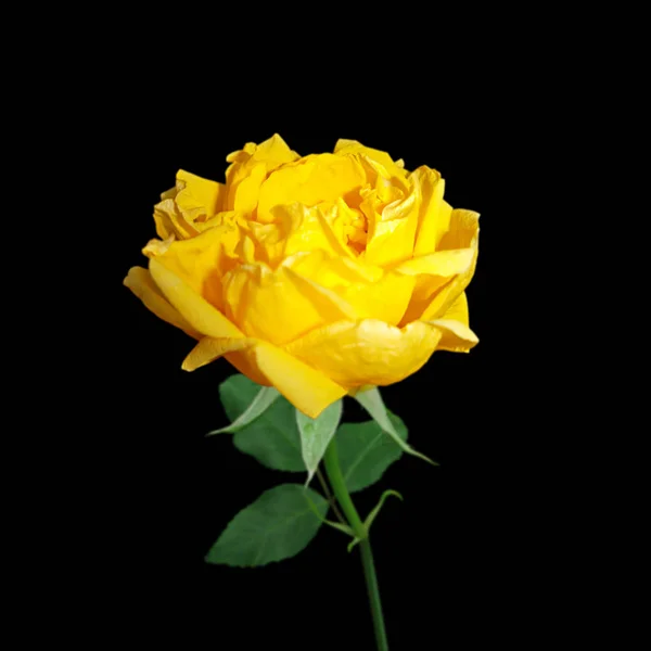 Hermosa rosa amarilla aislada sobre un fondo negro — Foto de Stock