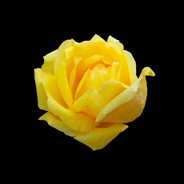 Beautiful yellow rose isolated on a black background — Stock Photo, Image