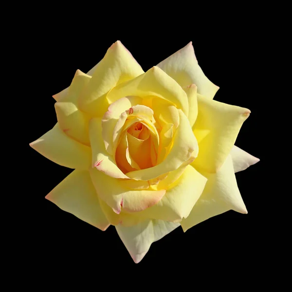 Belle rose jaune isolée sur fond noir — Photo