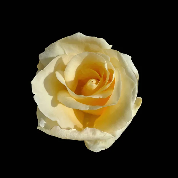 Hermosa rosa amarilla aislada sobre un fondo negro — Foto de Stock
