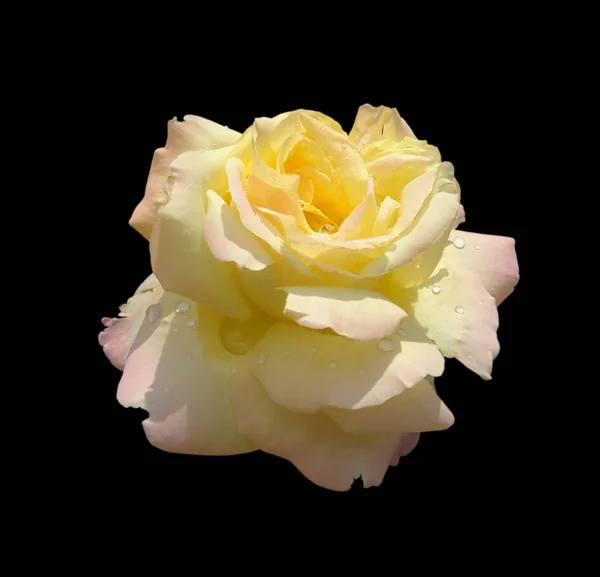 Красива жовта троянда ізольована на чорному тлі — стокове фото
