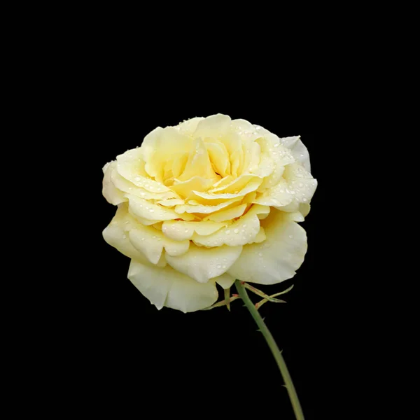 Belle rose jaune isolée sur fond noir — Photo
