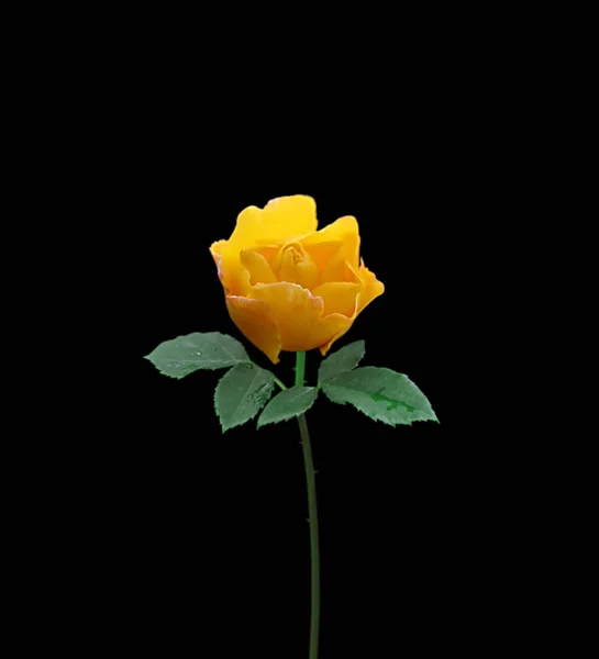 Beautiful yellow rose isolated on a black background — Stock Photo, Image