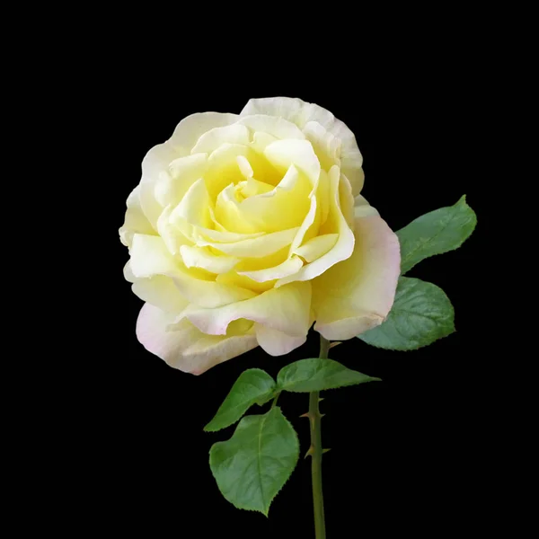 Güzel sarı gül siyah bir arka plan üzerinde izole