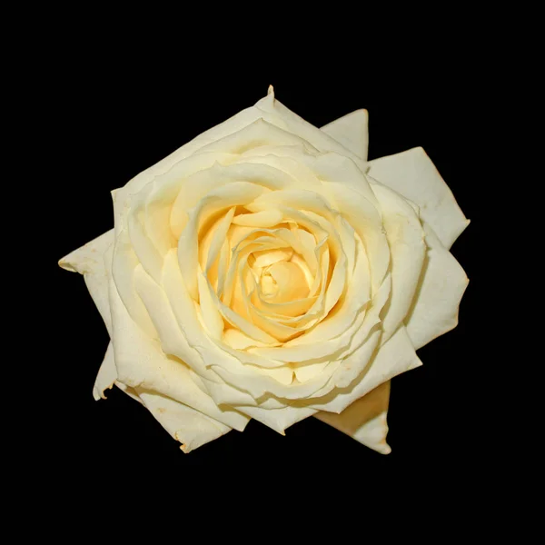 美丽的黄玫瑰孤立在黑色背景 — 图库照片