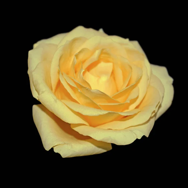 Beautiful yellow rose isolated on a black background — Stock Photo, Image