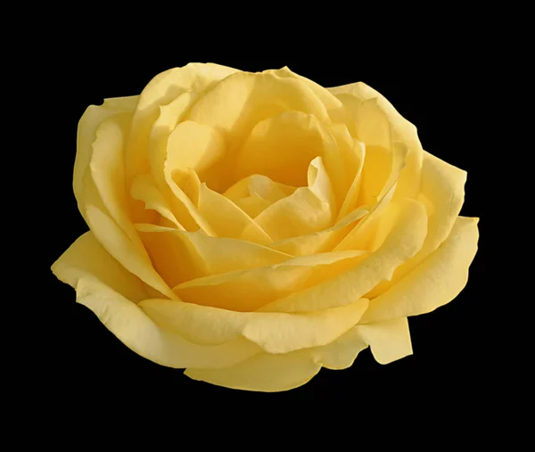 Beautiful yellow rose isolated on a black background — Stock Photo, Image