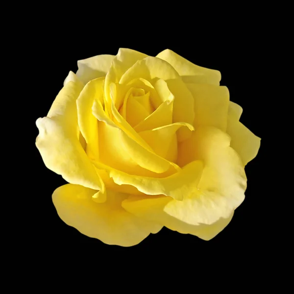 Beautiful yellow rose isolated on a black background — Stock Photo, Image