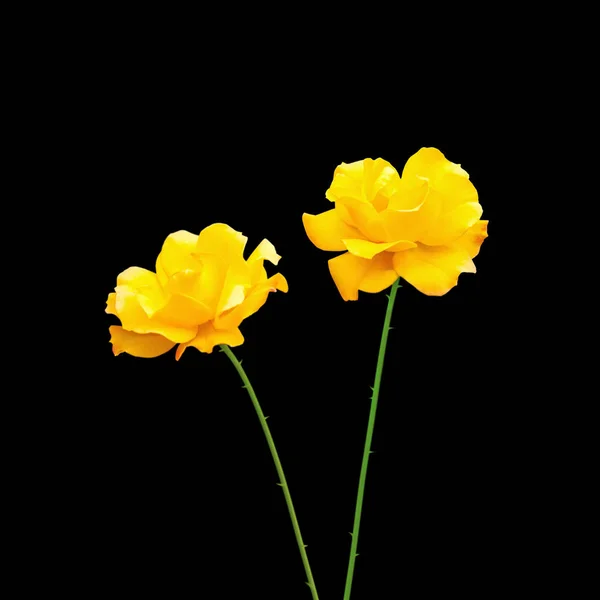Beautiful yellow roses isolated on a black background — Stock Photo, Image