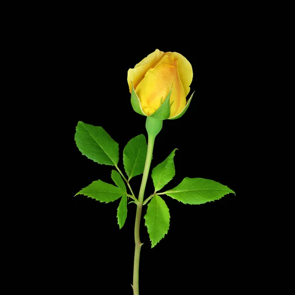 Gyönyörű Sárga Rózsa izolált fekete háttér — Stock Fotó