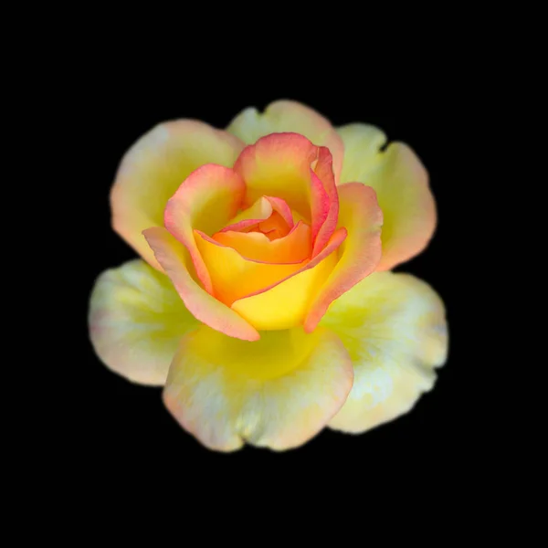 Piękna Żółta róża odizolowana na czarnym tle — Zdjęcie stockowe