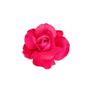  Beyaz arka planda izole edilmiş güzel kırmızı gül.