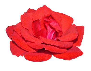  Beyaz arka planda izole edilmiş güzel kırmızı gül.