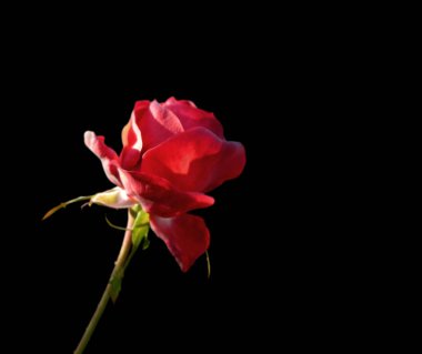 Siyah bir arka plan üzerinde izole güzel kırmızı gül