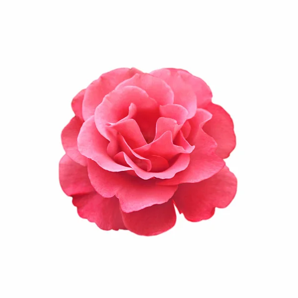 Mooie rode roos geïsoleerd op een witte achtergrond — Stockfoto