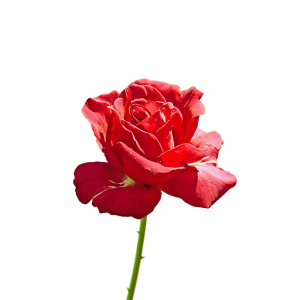 Linda rosa vermelha isolada em um fundo branco — Fotografia de Stock