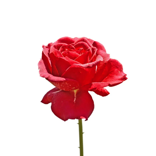 Vacker röd ros isolerad på en vit bakgrund — Stockfoto