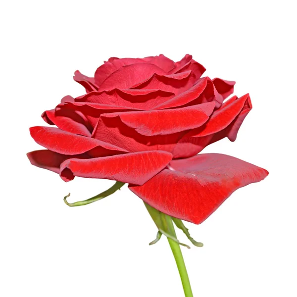 Beautiful red rose isolated on a white background — Stock Photo, Image