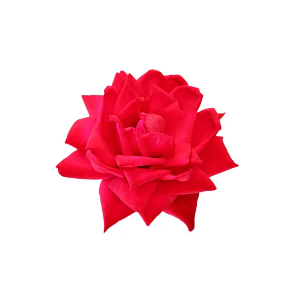 白い背景に美しい赤いバラが孤立 — ストック写真