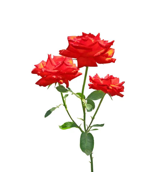 Beautiful red rose isolated on a white background — Stock Photo, Image